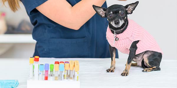 análises clinicas para animais de estimação