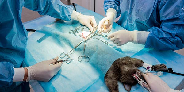 cirurgia de tecidos moles em animais de estimação