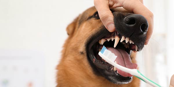 higienização dentária de animais de estimação