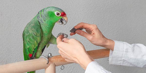 Consultas e cirurgias veterinárias para animais exóticos