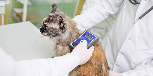 aplicação de microchip em animais de estimação